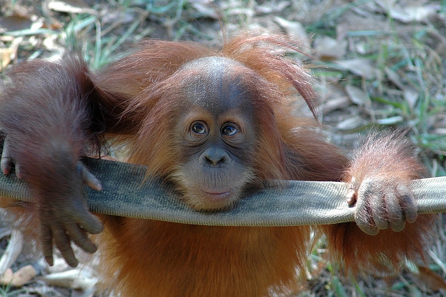 ape