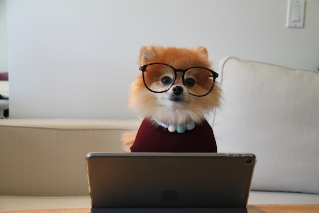 dog in coding class